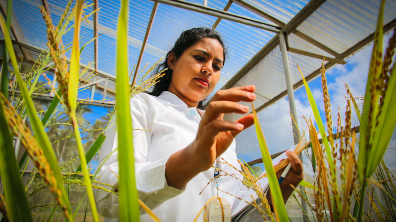 A scientist studying rice plants at the International Rice Research Institute (IRRI). The organisation announced the discovery of the genes responsible for low and ultra-low glycaemic index (GI) in rice. Copyright: IRRI Photos, (CC BY-NC-SA 2.0 DEED).