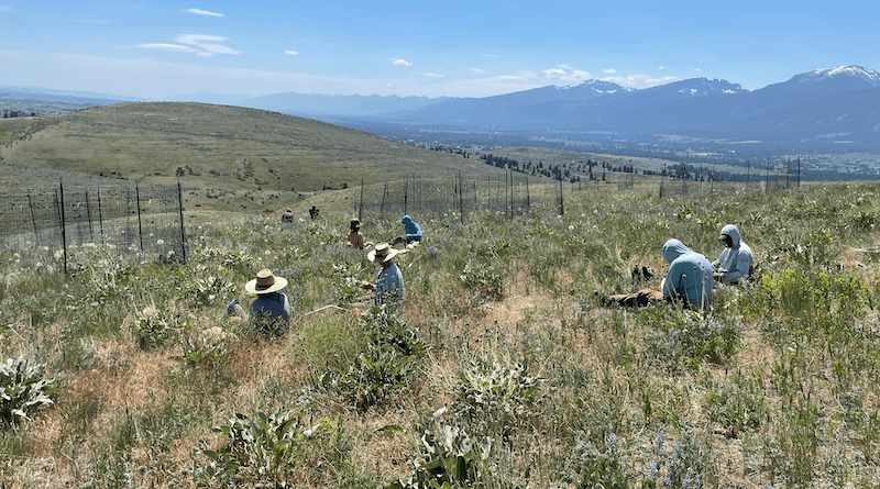 Assessment of plant diversity at a grassland site in Northwest USA (Mean annual temperature: +7.3°C, mean annual precipitation: 340 mm). Photo: Mary Ellyn DuPre