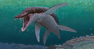 The oldest megapredatory pliosaur, Lorrainosaurus, in the ancient Middle Jurassic sea that covered what is to day northern France 170 million years ago. Artwork by: Joschua Knüppe (Germany).