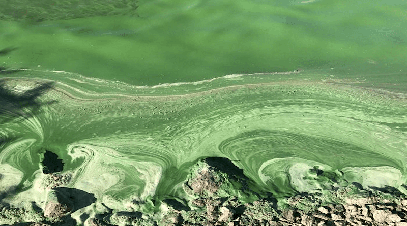The Nature Water cover image shows cyanobacterial scum from a harmful algal bloom in Milford Lake located in Kansas, United States. Cyanobacterial toxins such as microcystin produced by these blooms threaten water resources around the globe. Regions with the highest risk for elevated microcystin concentrations are expected to shift to higher latitudes under global warming. CREDIT Image is courtesy of Ted D. Harris, Kansas Biological Survey and Center for Ecological Research, University of Kansas.