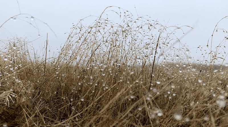 Seasonal rain on California grasslands kicks off a rapid expansion and turnover of viruses in the soil, according to a new study by UC Davis and Lawrence Livermore National Lab. These viruses may influence the population of soil bacteria. CREDIT: Christian Santos-Medellín