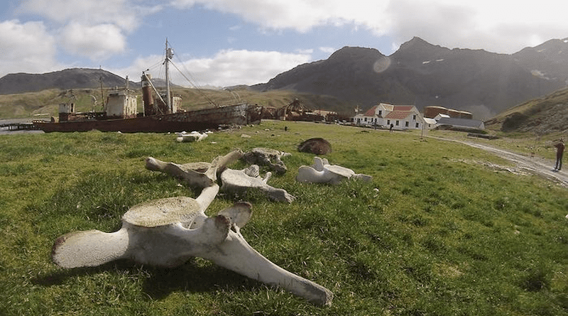 Whale bones on South Georgia Island. CREDIT: Scott Baker, Marine Mammal Institute, Oregon State University.