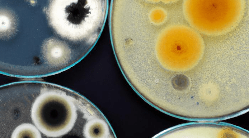 Bacteria in a petri dish CREDIT: UTS (generated by AI)
