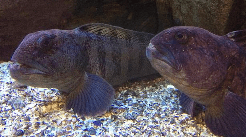 Wolffish is a species that lives in narrow gaps between rocks close to the seabed, where it likes eating starfish and mussels. It has been on the red list of endangered species in SLU’s species database since 2010. CREDIT: Ida Hedén
