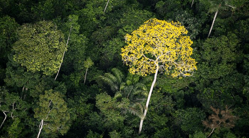 Ipê forest, Brazil CREDIT: Chalmers/Daniel Beltrá