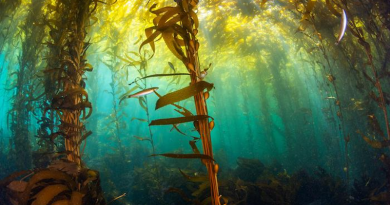 Giant kelp forests provide habitat for species like seals, California sheephead, lobster, abalone, sea urchin, and sea cucumber. CREDIT: Mission Blue/Eduardo Sorensen