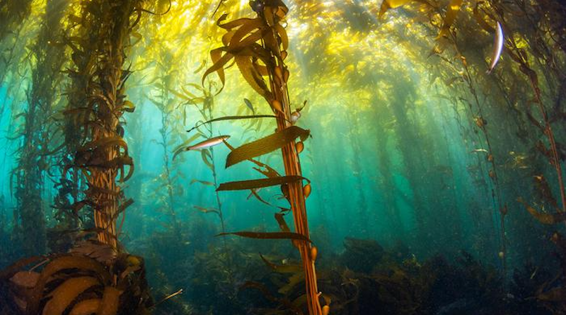 Giant kelp forests provide habitat for species like seals, California sheephead, lobster, abalone, sea urchin, and sea cucumber. CREDIT: Mission Blue/Eduardo Sorensen