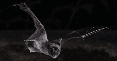A barbastelle bat flying in the dark CREDIT: Sherri and Brock Fenton