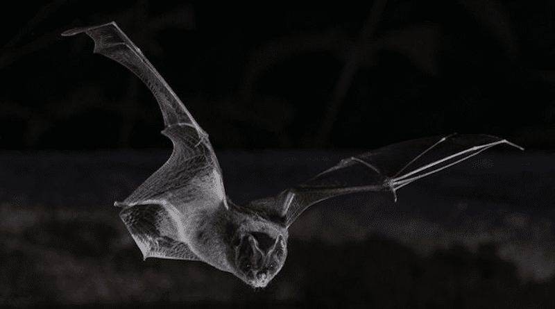A barbastelle bat flying in the dark CREDIT: Sherri and Brock Fenton