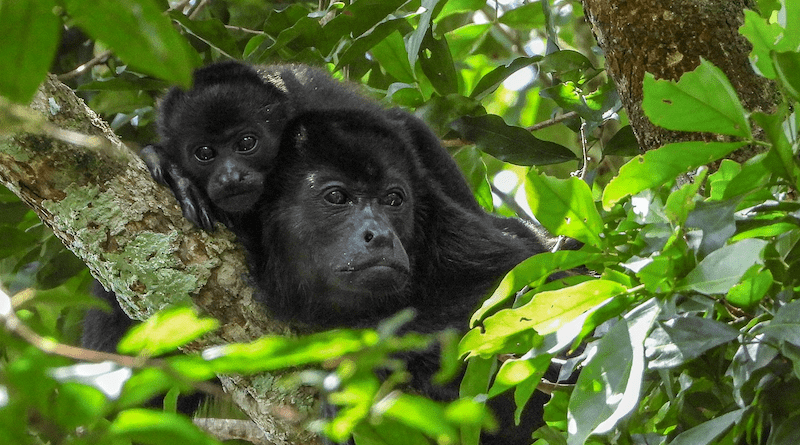 congo monkeys forest