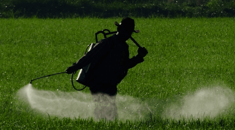 A farmer spraying his field. Africa is using more pesticides, but there aren't enough laws, rules, and policies to protect farmers from the harmful effects, says chemical expert. Copyright: Chris Quintana/IRRI Photo, CC BY-NC-SA 2.0 DEED).
