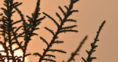 Tamarix aphylla, or athel tamarisk, is a halophytic desert shrub, meaning it can survive in hypersaline conditions. CREDIT: Post-Doctoral Associate Marieh Al-Handawi, NYU Abu Dhabi