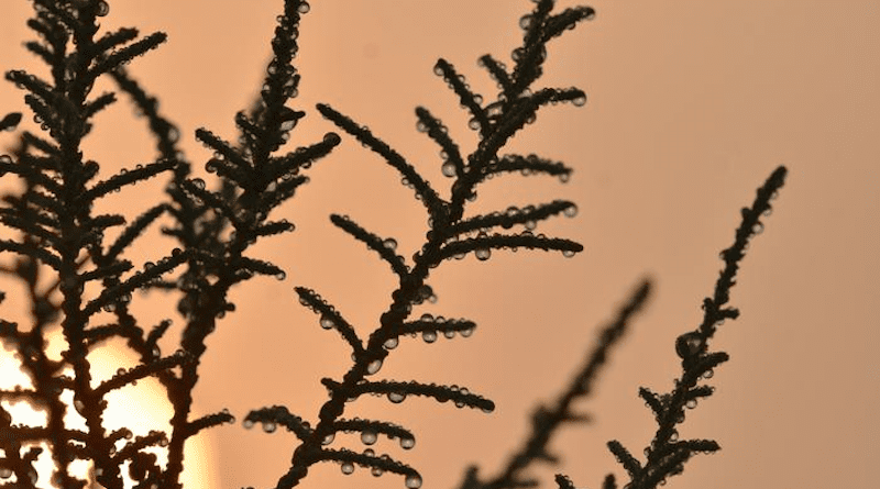 Tamarix aphylla, or athel tamarisk, is a halophytic desert shrub, meaning it can survive in hypersaline conditions. CREDIT: Post-Doctoral Associate Marieh Al-Handawi, NYU Abu Dhabi