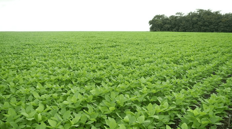 Brazil’s rapid expansion of soy production has meant an associated rise in pesticide use. University of Illinois researchers and collaborators found a statistically significant correlation between soy expansion and acute lymphoblastic leukemia (ALL) deaths in children between 2008 and 2019, representing the first population-wide analysis of the association between indirect exposure to agricultural pesticides and cancer. CREDIT: Lisa Rausch, University of Wisconsin