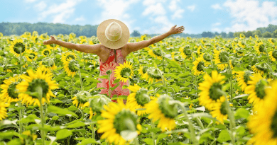 sunflowers woman