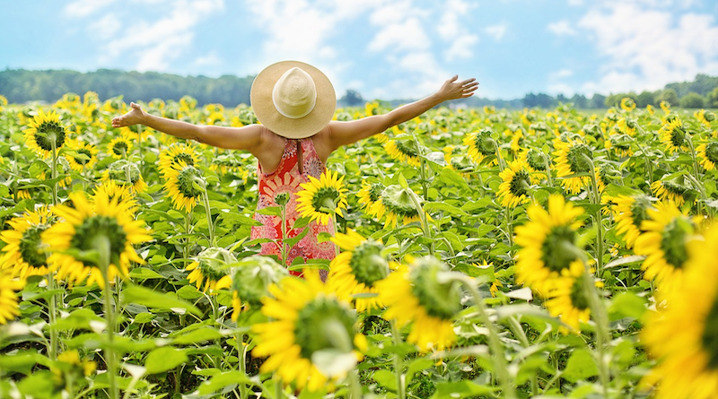 sunflowers woman