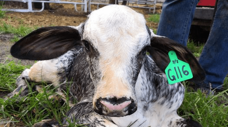 The University of Illinois has developed cattle with the heat-, drought-, and disease-resistance of tropical breeds together with the milk-production potential of Holsteins or Jerseys in temperate climes. Embryos from the crosses are headed to Tanzania in late winter to build local herds and increase food security. CREDIT: University of Illinois