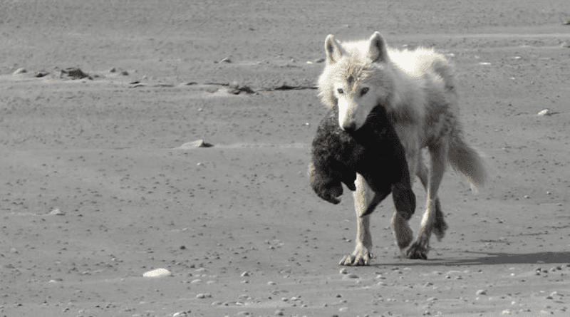 Wolf with a sea otter on Alaska's Katmai coast. CREDIT: Kelsey Griffin
