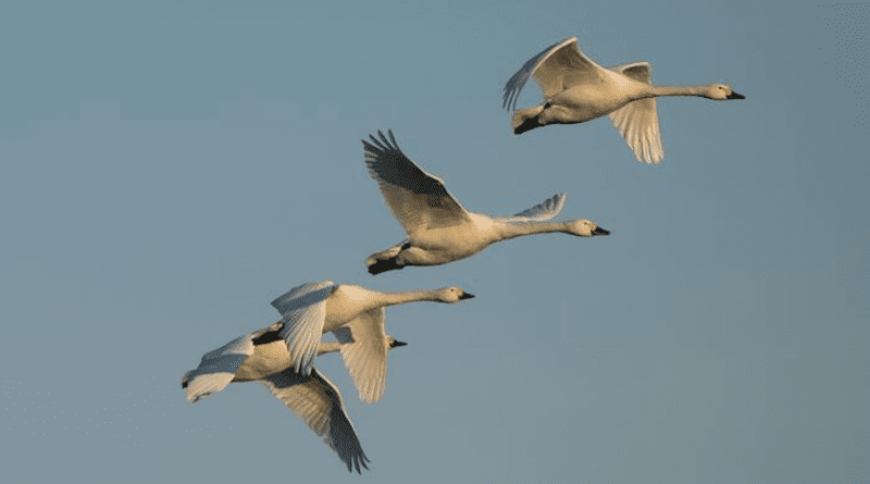 Bewick's swans in flight CREDIT Photo: Hans-Joachim August