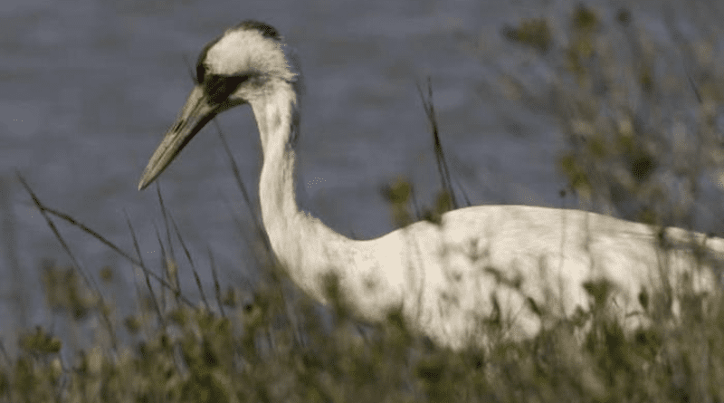 Whooping crane on Aransas Wildlife Refuge in Texas (credit: S. Hillebrand, USFWS).