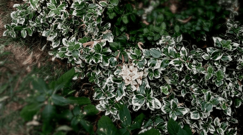Variegated leaves. CREDIT: Iain Johnston