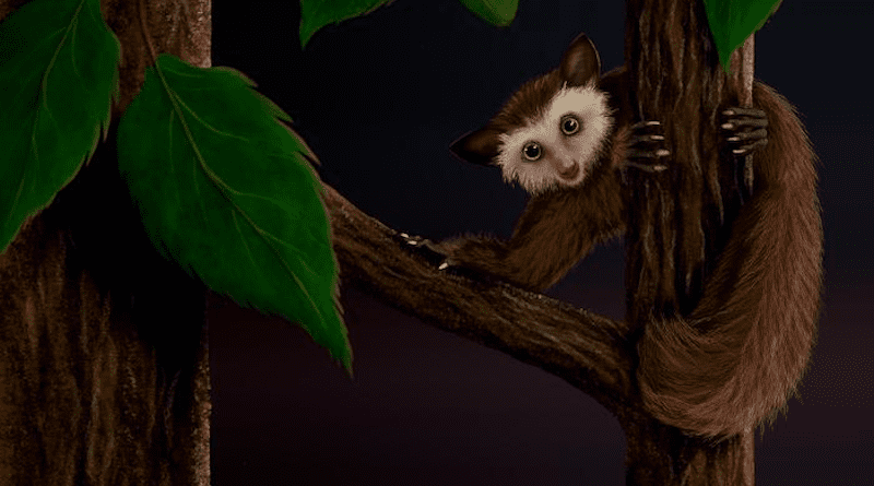 Illustration of Ekgmowechashala, the last primate to inhabit North America before humans. CREDIT Kristen Tietjen, scientific illustrator with the KU Biodiversity Institute and Natural History Museum.