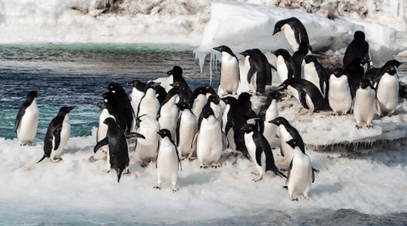 Adelie Penguins on seasonal sea ice in Antarctica CREDIT: Annie Schmidt/Point Blue