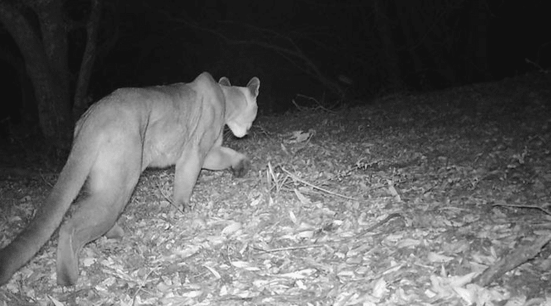 A mountain lion walks past a trail camera in Southern California. Mountain lions prefer darker, forested areas and try to avoid places lit by artificial lights, a study from UC Davis study found. CREDIT: Courtesy UC Davis