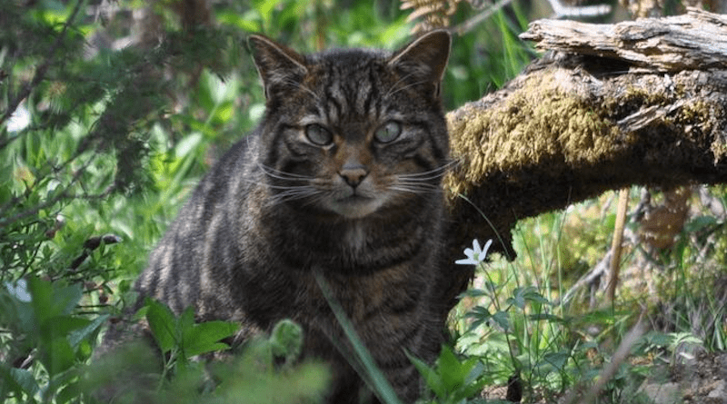 A wildcat which is part of the Saving Wildcats conservation breeding for release programme which conducted the first release of wildcats to the Cairngorms National Park, Scotland in 2023 CREDIT: Saving Wildcats