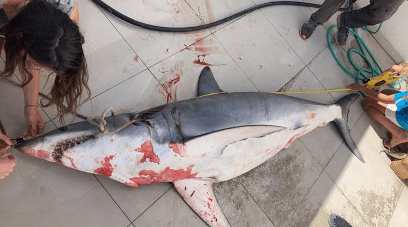A shark caught off Cyprus CREDIT: University of Exeter/SPOT