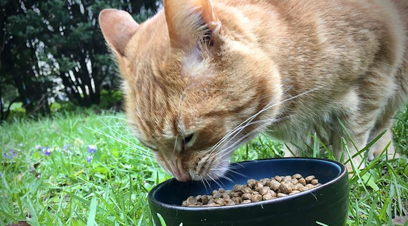 When cats overeat and gain weight, it affects their digestive system and gut microbiota, University of Illinois researchers found. CREDIT: Lauren Quinn, University of Illinois.