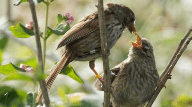 Scientists have unlocked the genetic basis underlying the remarkable variation in body size observed in song sparrows, one of North America’s most familiar and beloved songbirds. Photo credit: Dominic Janus