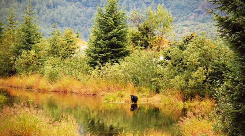 Tongass National Forest CREDIT: Logan Berner