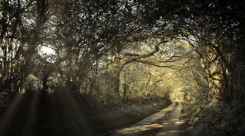 path forest road