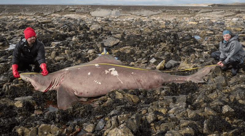 Dr Nicholas Payne and Dr Jenny Bortoluzzi with the small tooth sand tiger shark that washed up on Irish shores for the first time this year. CREDIT: Dr Jenny Bortoluzzi and Kevin Purves.