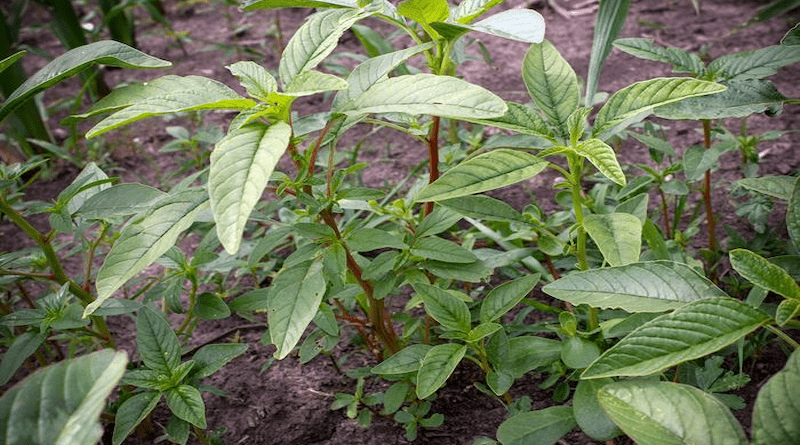 The ability of waterhemp (pictured) to survive soil-applied residual herbicides comes down to a single gene, according to new research from the University of Illinois. Lead scientist Dean Riechers says when herbicide resistance is linked to a single, dominant gene, the trait can spread more quickly. So far, soil-applied herbicides still work much of the time, but the study suggests producers should add non-chemical control methods to their toolbox. CREDIT: Lauren Quinn, University of Illinois