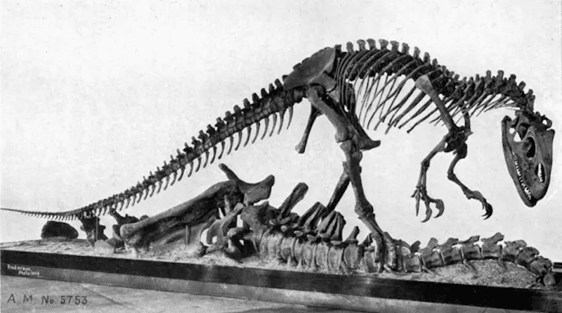 Photograph of the skeletal mount of Allosaurus specimen AMNH 5753, from William Diller Matthew's 1915 Dinosaurs. CREDIT: Project Gutenberg e-book, Wikimedia Commons