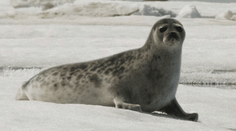 Photo of a Ringed Seal. Photo Credit: NOAA Seal Survey, Wikipedia Commons
