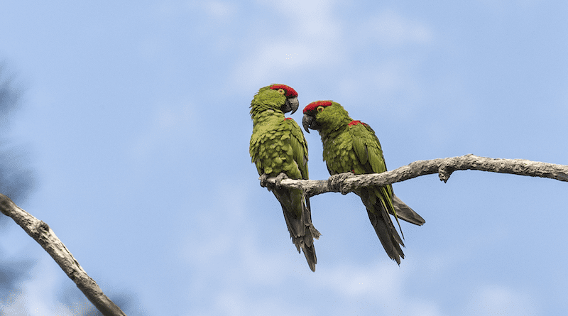 Thick-Billed Parrots. Photo Credit: San Diego Zoo
