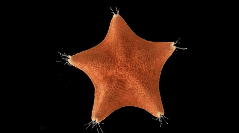 The unusual five-axis symmetry of sea stars (Patiria miniata) has long confounded our understanding of animal evolution. CREDIT: Laurent Formery