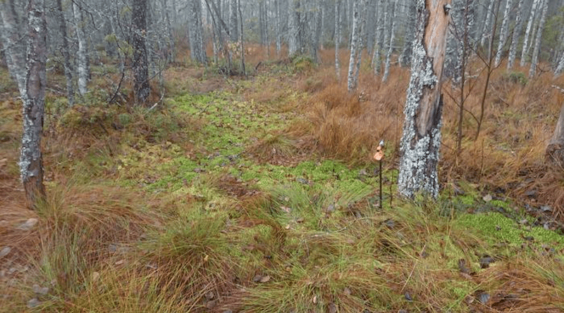 Lateral expansion of Sphagnum mosses over mineral soil forest in Salamajärvi national park. CREDIT: Teemu Juselius-Rajamäki.
