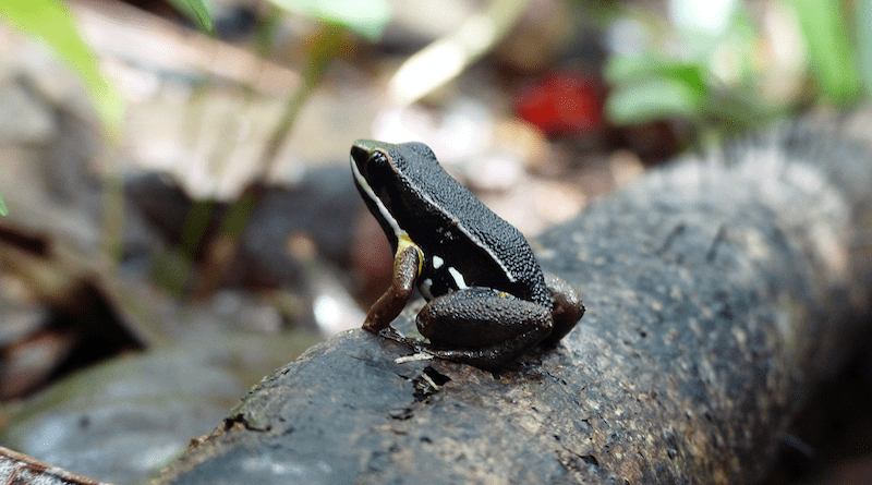 The Allobates femoralis species of poison dart frogs follows different strategies during reproduction according to their behavioral type. Image: Eva Ringler