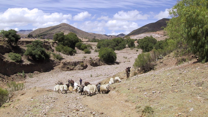 Animals at a dried up river bed. Landscapes face barrage of threats: climate change, degradation, biodiversity loss. Copyright: CABI