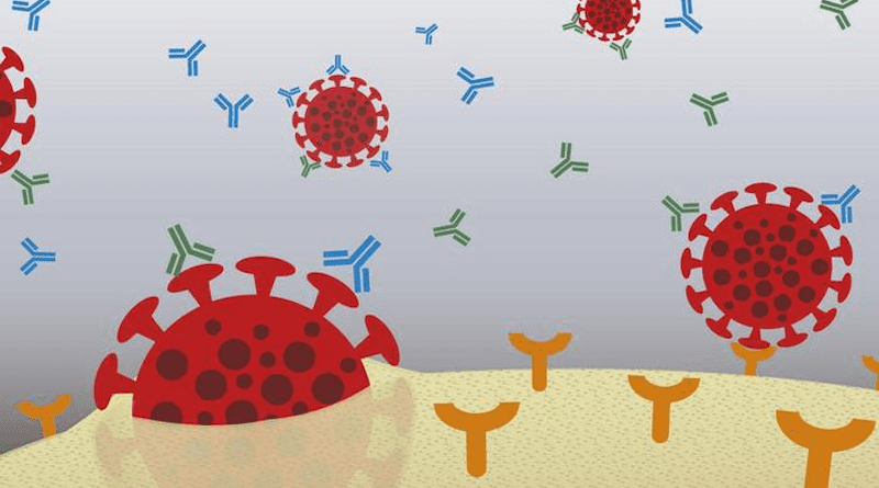 Antibodies that primarily target the N-terminal domain (NTD) have less ability to protect against delta strains than antibodies that primarily target the receptor-binding domain (RBD). CREDIT: Osaka Metropolitan University