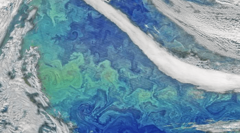 Satellites can detect reflections off chlorophyll in organisms that use this molecule for photosynthesis. This image shows reflections from phytoplankton in the North Atlantic that are swirling with ocean currents. While a previous ice core study concluded that phytoplankton in the North Atlantic had dropped by 10% since the mid-1800s, new research finds these populations may be stable after all. CREDIT: NASA