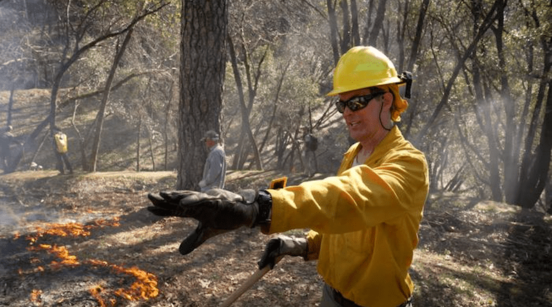 John Williams, a UC Davis project scientist, at a prescribed burn with a private landowner in Placerville, California in 2022. CREDIT: Tim McConville, UC Davis