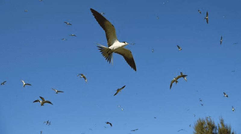 Terns CREDIT: Camille Lebarbenchon (Reunion University)
