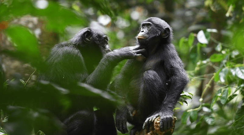 Researchers examined pro-social behaviors of wild bonobos. CREDIT: Martin Surbeck/Harvard University