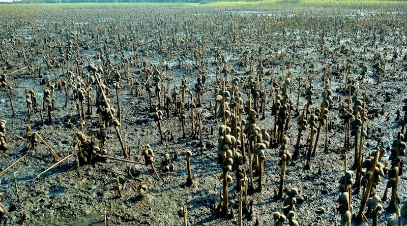 Plant-eating snails overwhelm both naturally occurring and artificially planted marsh plants as this ecosystem tries to regrow after drought and grazing. Controlling such feeding frenzies are essential to the success of ecological restoration efforts. CREDIT: Brian Silliman, Duke University