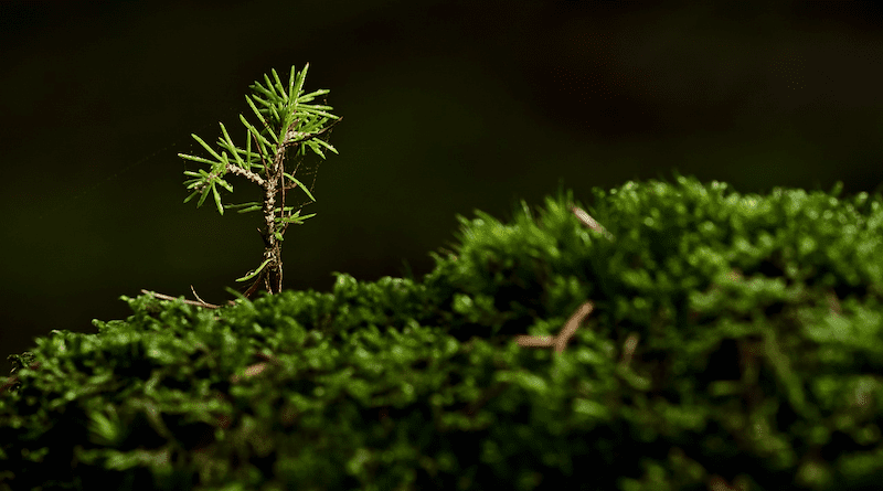 tree sapling moss